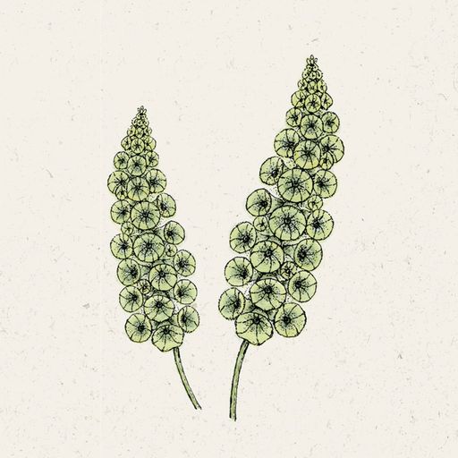 Jora Dahl Moluccella laevis - cvet školjke - 1 k.