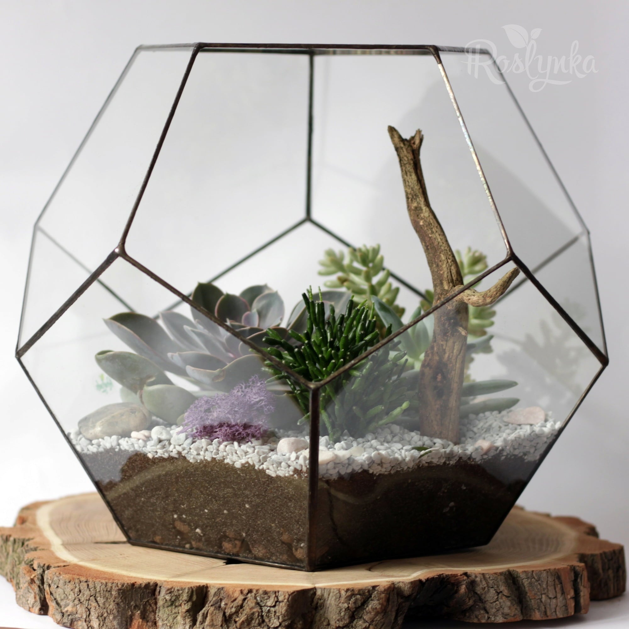 Roslynka Terrarium 
