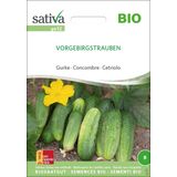 Sativa Organic Cucumber "Vorgebirgstrauben"