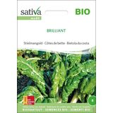 Sativa Bio "Brilliant" mángold