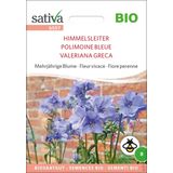 Sativa Bio "Kék csatavirág" évelő virág