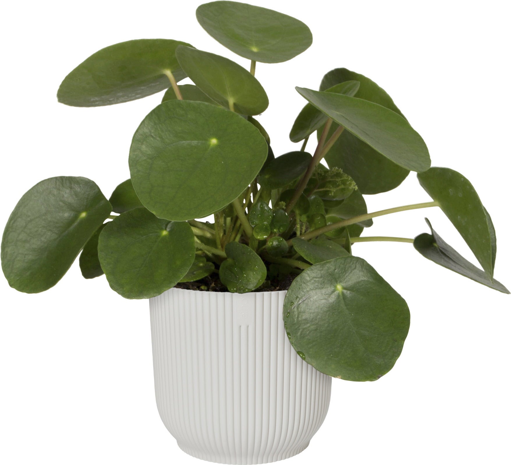 elho vibes fold round 18cm - Silky White