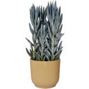 elho vibes fold round 18cm - Butter Yellow