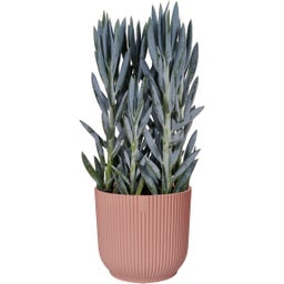 elho Cache-Pot VIBES FOLD Rond - 18 cm - Rose poudré