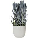 elho Cache-Pot VIBES FOLD Rond - 16 cm - Blanc soie