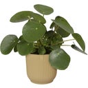 elho vibes fold rund 16 cm - buttergelb