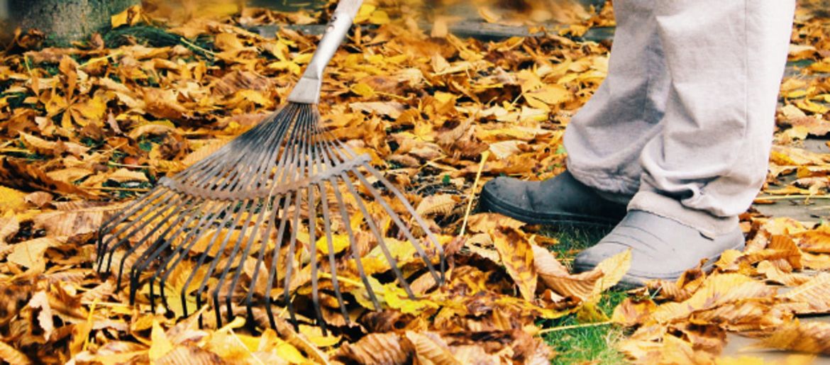 Creating Order in a Forest of Leaves