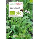 Samen Maier Fleur Sauvage - Oseille Commune Bio - 1 sachet