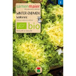 Samen Maier Bio Winter-Endivien "Wallonne"