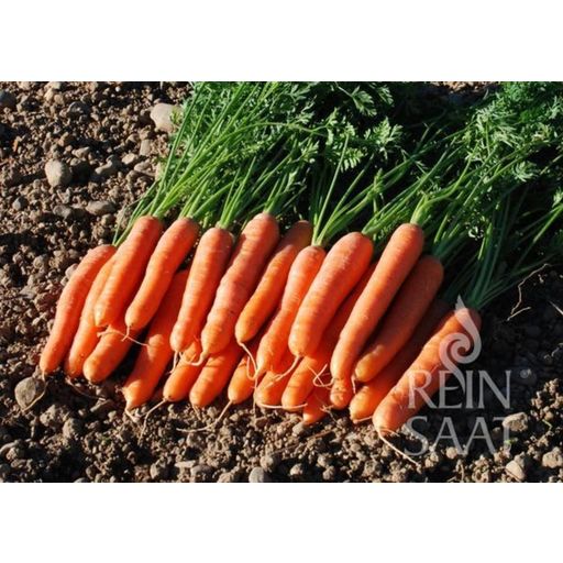 ReinSaat Dolciva Carrots - 1 Pkg