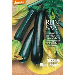 ReinSaat Black Beauty Zucchini