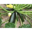 ReinSaat Black Beauty Zucchini - 1 Pkg