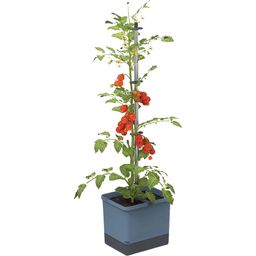 Paul Potato TOM TOMATO Planter Set - blue