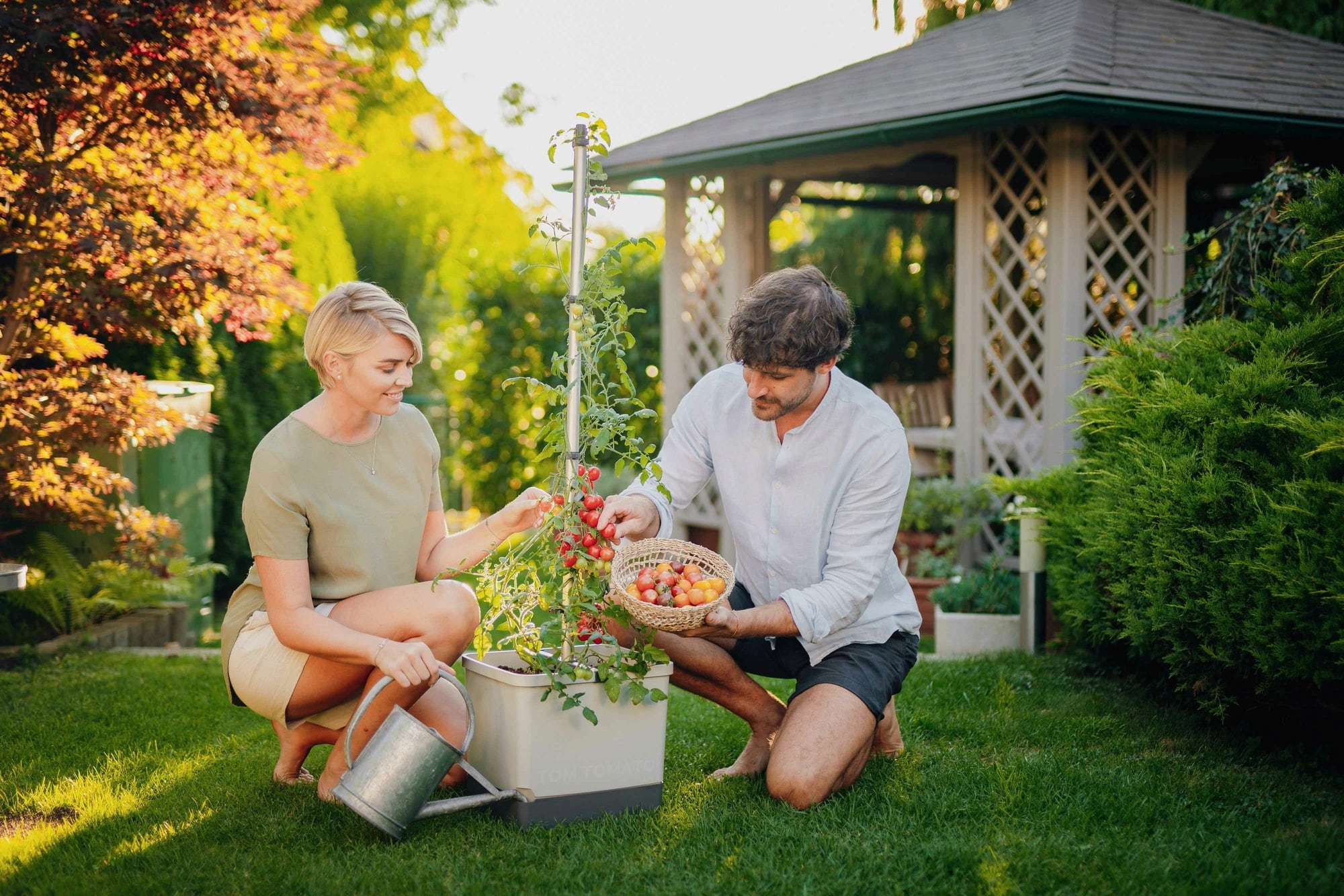 Gusta Garden Tom Tomato - Kit de Plantation