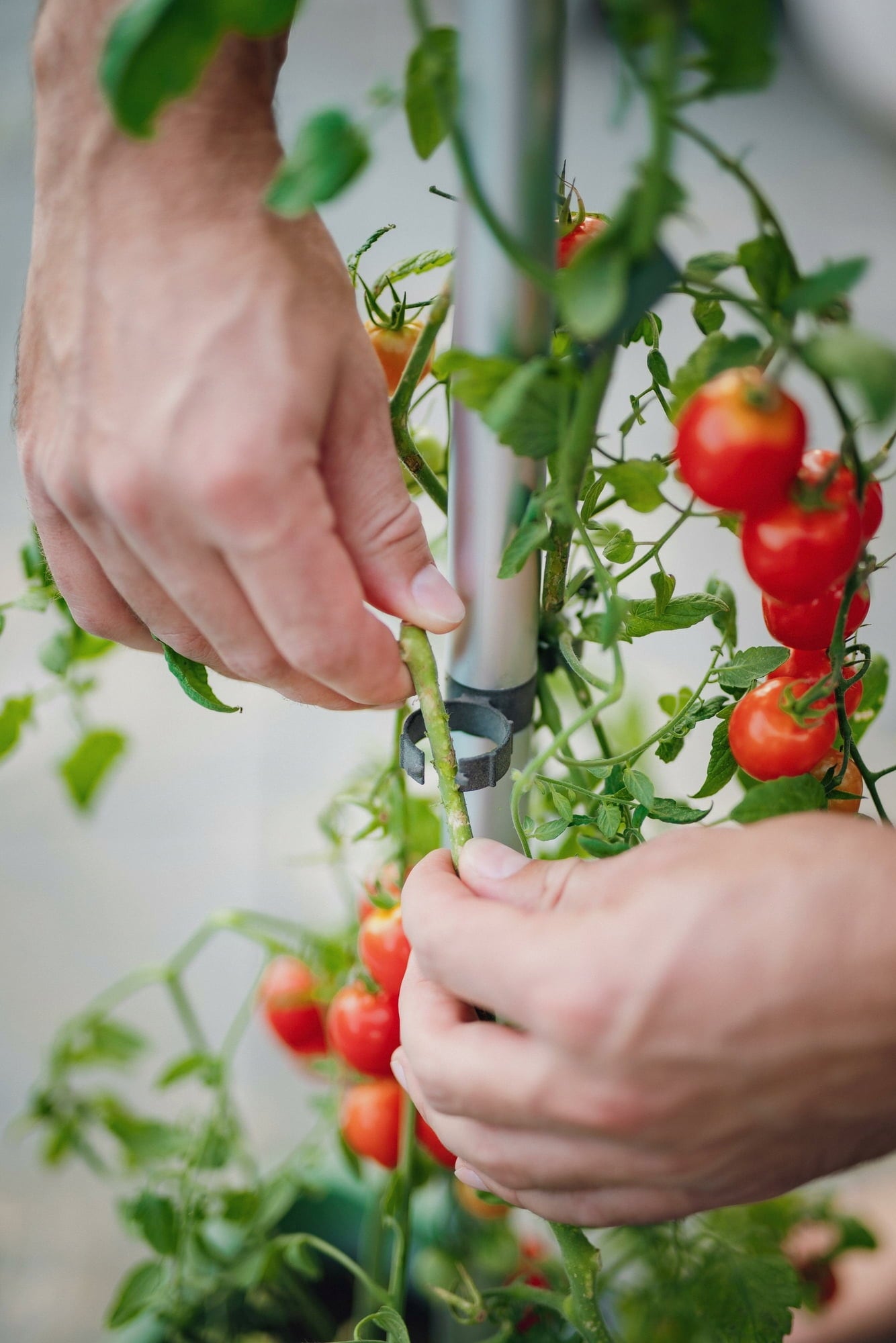 Gusta Garden Tom Tomato - Kit de Plantation