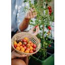 Gusta Garden Tom Tomato - zestaw doniczkowy