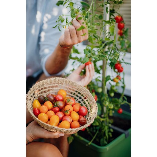 Gusta Garden Tom Tomato - Kit de Plantation