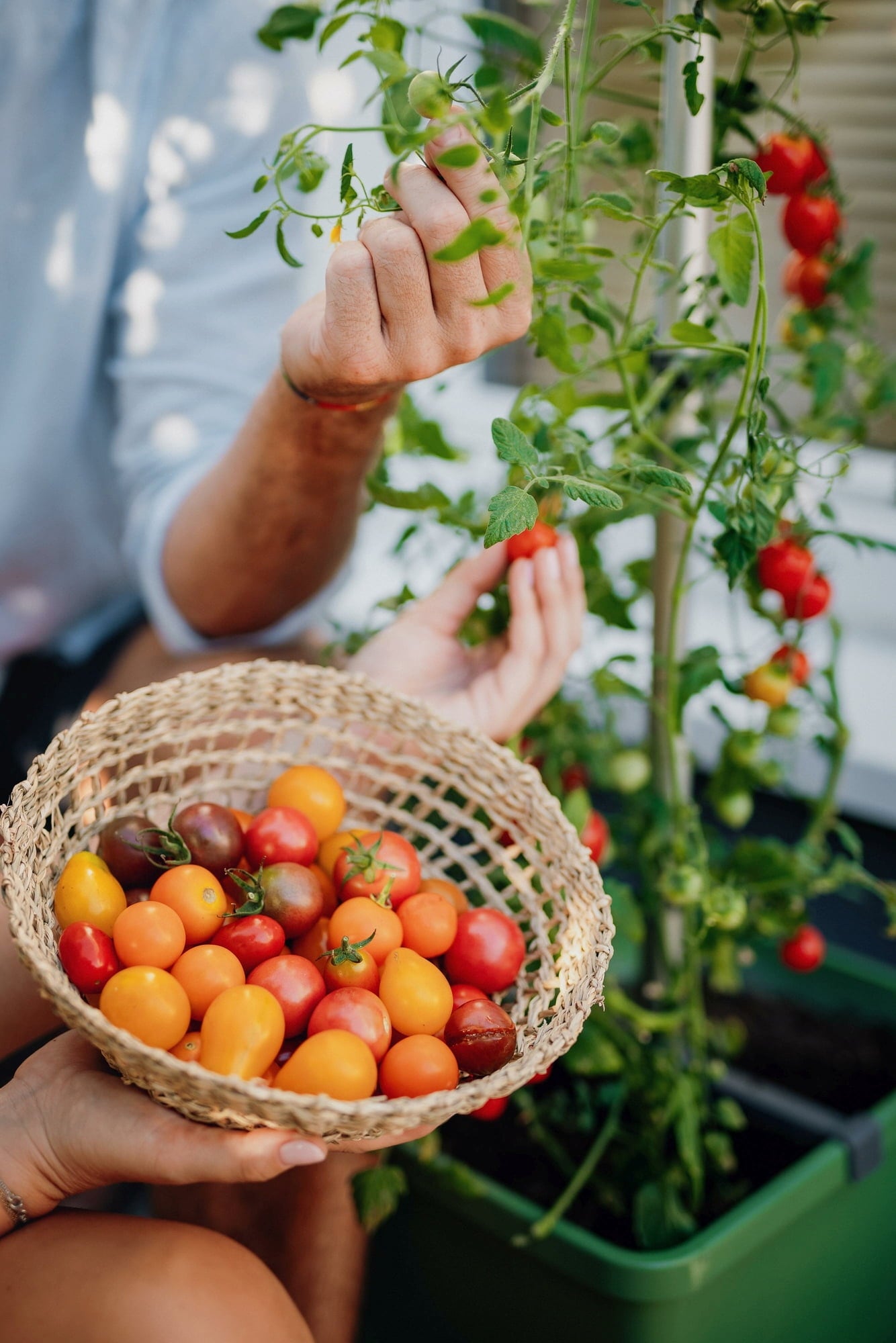 Gusta Garden Tom Tomato - Kit de Plantation