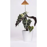 Venso Lampa do roślin SUNLiTE 7W