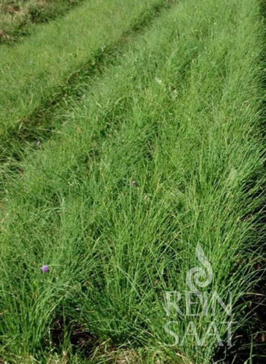 ReinSaat Chives 