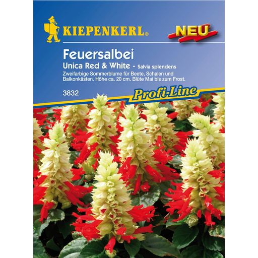 Kiepenkerl Feuersalbei "Unica Red & White"