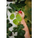 SISSI STRAWBERRY Wieża do uprawy truskawek Starter - biały