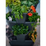 GUSTA GARDEN PAUL POTATO Starter - 4 Andares