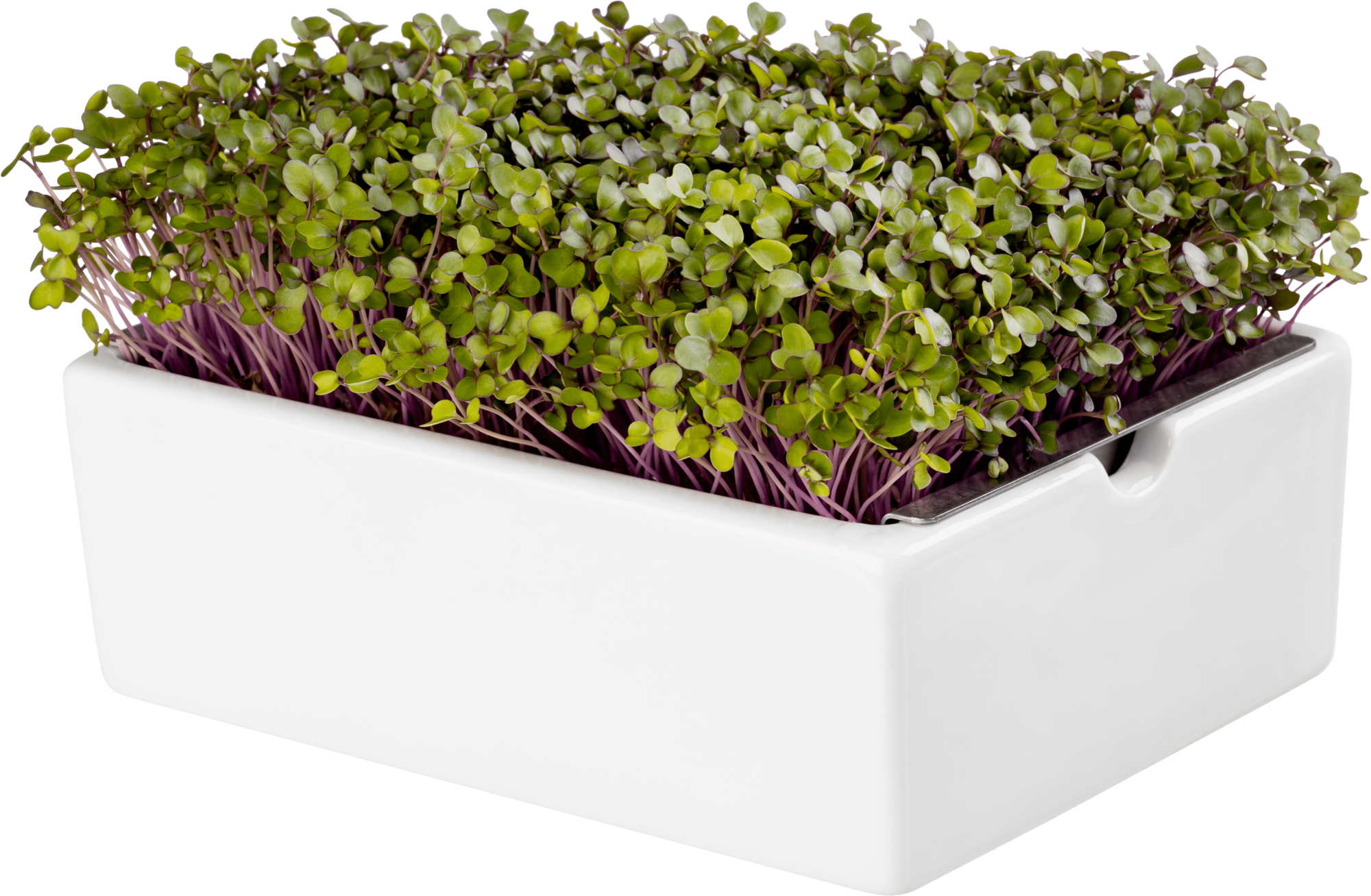 Heimgart Plaque de Semis Microgreens - Chou-rave - 1 pcs