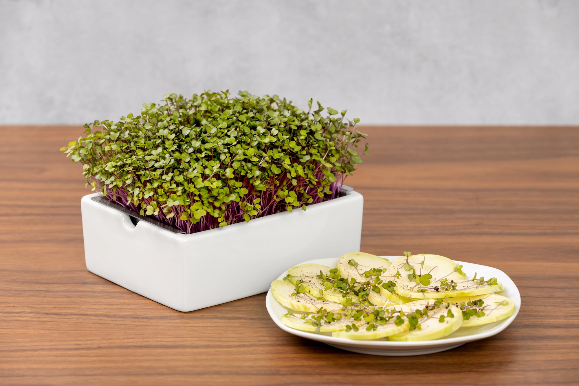 Heimgart Plaque de Semis Microgreens - Chou-rave - 1 pcs