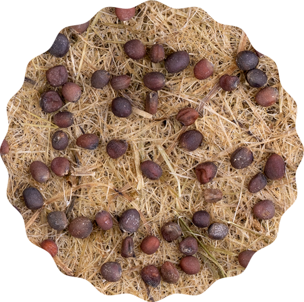 Heimgart Plaque de Semis Microgreens - Chou-rave - 1 pcs