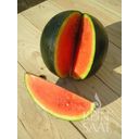 ReinSaat Watermelon 