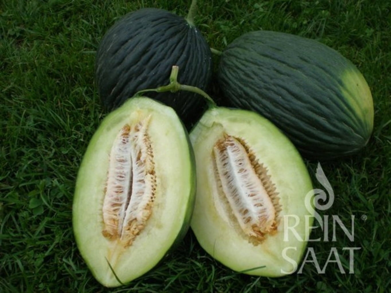 ReinSaat Honeydew Melon 