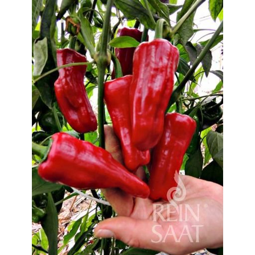 ReinSaat Turkish Hot Peppers - 1 Pkg