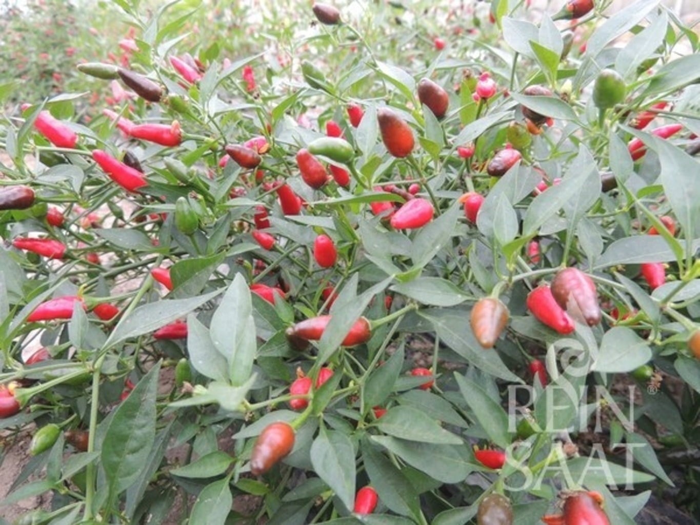 ReinSaat Thai Chili - 1 Pkg