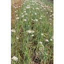 ReinSaat Chinese Chives - 1 Pkg