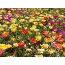 Moss-Rose Purslane ''portulaca grandiflora'' - 1 Pkg