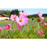 ReinSaat Mistura de Cosmos