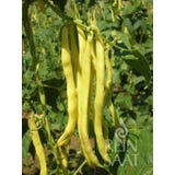 ReinSaat Feij&atilde;o-de-trepadeira ''Neckargold''