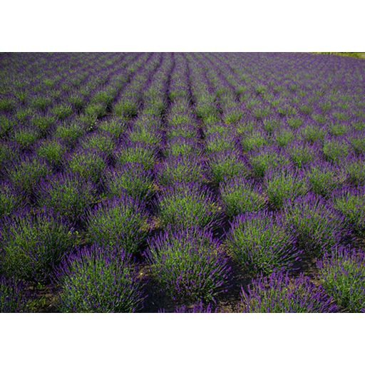 Aries Lavender Scent Sachet - 1 Set
