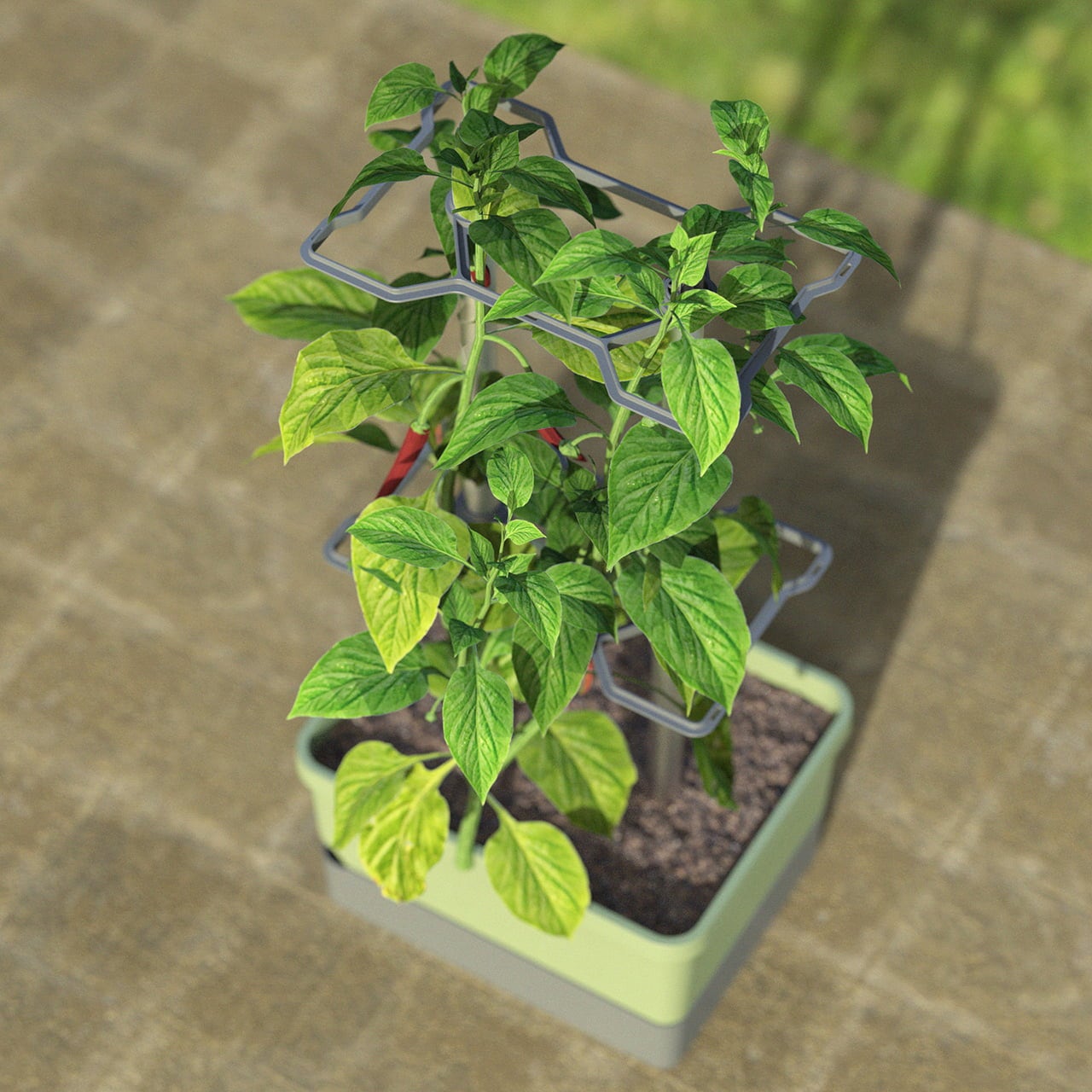 Paul Potato Charly Chili - Planter