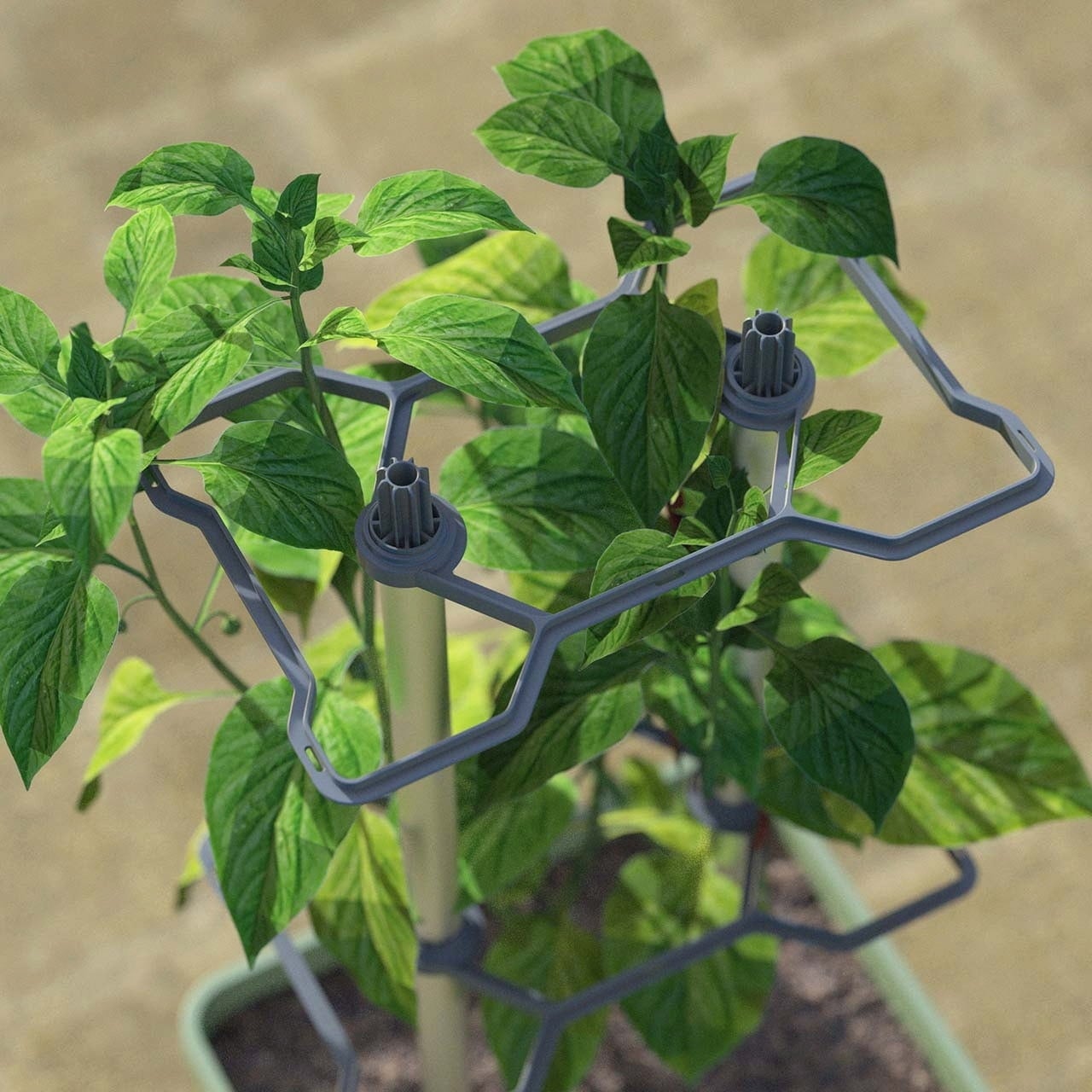 Paul Potato Charly Chili - Planter