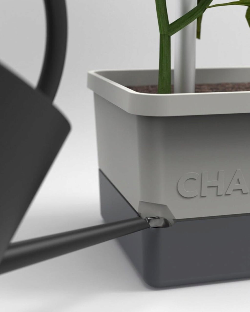 Paul Potato Charly Chili - Planter