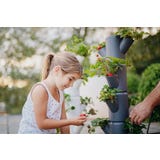 SISSI STRAWBERRY - Torre de Morangos Classic