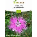 Bionana Biologische Wilde Bloemen - Prachtanjer  - 1 Verpakking