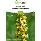 Bionana Bio Wildblume Dunkel-Königskerze