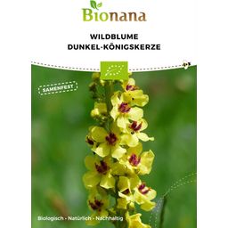 Bionana Bio divji cvet temni mullein - 1 pkt.