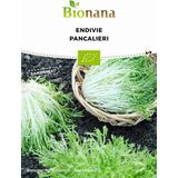 Bionana Organic Endive "Pancalieri"