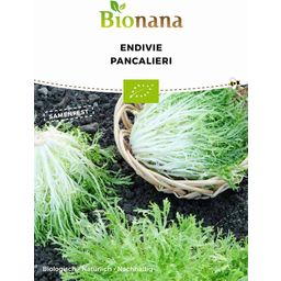 Bionana Organic Endive "Pancalieri"