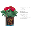 LENI Hidrokulturni lonec