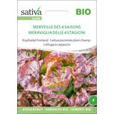 Organic "Merveille Des 4 Saisons" Lettuce